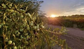 Microclimates in parts of Texas have shown promise for successful olive production.  